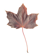 Single red brown maple leaf isolated on white background