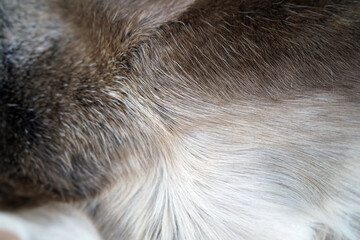 Closeup of soft fur pelt