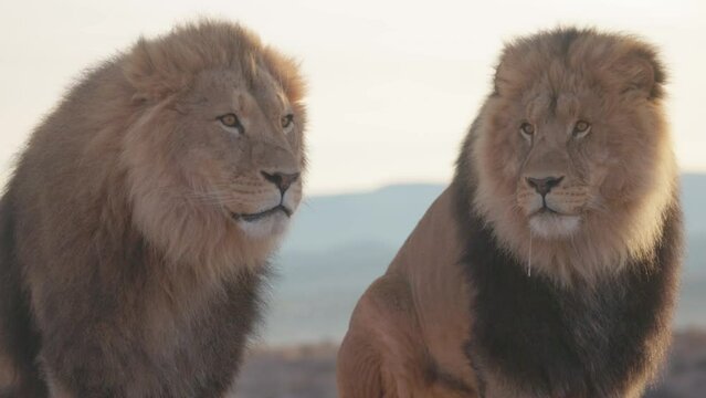 Lions standing majestically on a high perch
