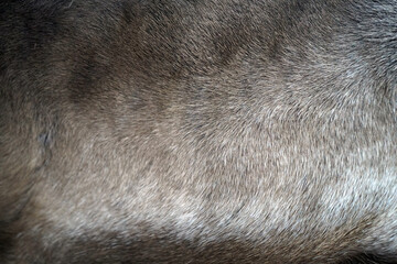Closeup of soft fur pelt