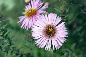 Beautiful and bright flowers of the September aster with unusual purple thin petals, blooming flowers.