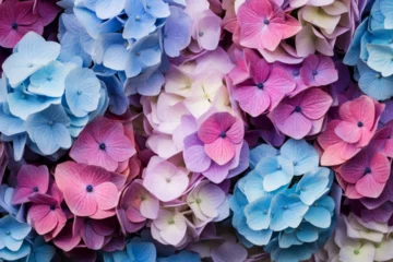 Rolgordijnen pink and blue hydrangea © Nida  Sufyan