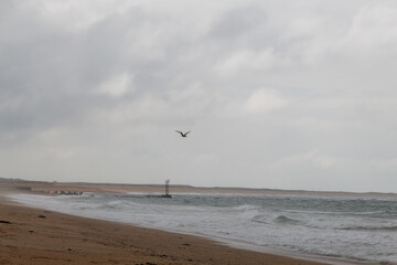 seagull flying in the sky