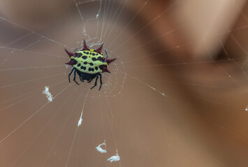 Close up of a Spinybacked Orb Weaver Spider

