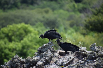 black vultures couple standing on a top of a mountain with green background