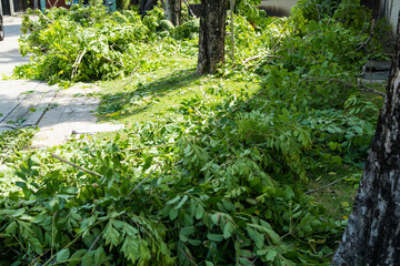 Logs and leaves after cutting down trees, cleaning after decoration garden.