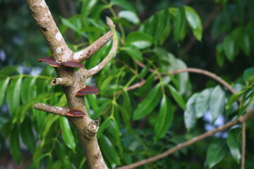 "Botanical Ballet: Nature's Grace in Bloom"