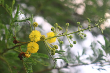 "Flourishing Fragrance: A Visual Ode to Botanical Marvels"