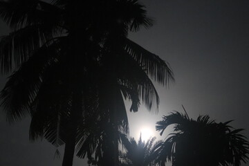 "Botanical Ballet: Nature's Grace in Bloom"