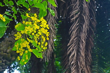 "Flourishing Fragrance: A Visual Ode to Botanical Marvels"