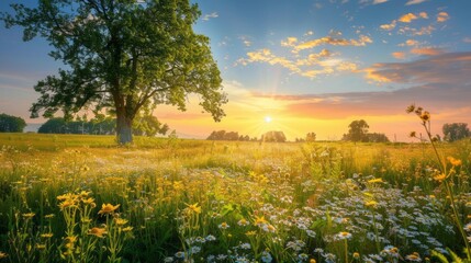 Obraz premium Vibrant sunrise over blossoming meadow in serene rural landscape