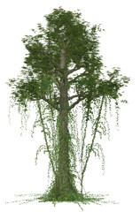 Tropical Rain Forest Tree 3D Illustration, Image 2