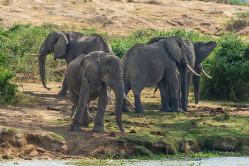 Fototapeta premium African elephant