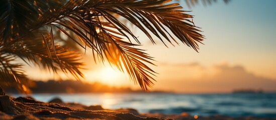 Palm tree on the beach at sunset. Beautiful tropical background.