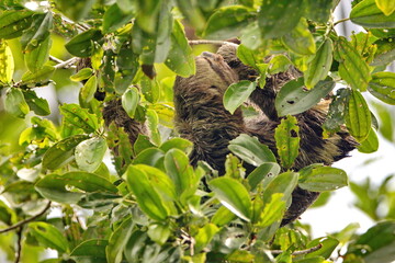Brown-throated sloth (Bradypus variegatus) grazing on leaves in a tree in the Cuyabeno Wildlife Reserve, outside of Lago Agrio, Ecuador