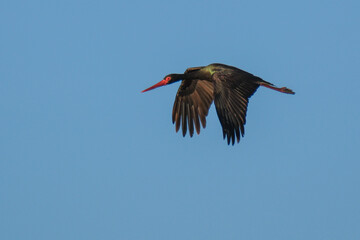 black stork flies in the sky