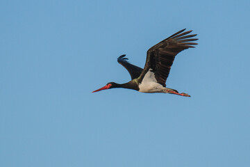black stork flies in the sky