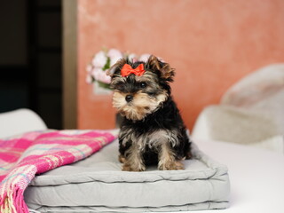 Yorkshire Terrier Puppy Sitting on a grey Pillow. Fluffy, cute dog with bow on her head. Cute...