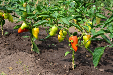 bell peppers hanging on the seedlings in the garden 