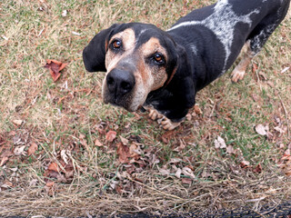 The Bluetick Coonhound is a breed of coonhound originating in the United States. The Bluetick Coonhound is known for its friendly personality, cold nose, and deep bawl mouth.
