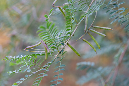 Acacia leaves with a pattern and long green pods with seeds on a blurred background of a garden lawn.