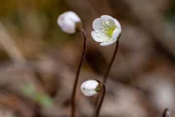 Planta florecida durante el inicio de la primavera en la zona montañosa de los Pirineos.