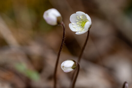 Planta florecida durante el inicio de la primavera en la zona monta&ntilde;osa de los Pirineos.
