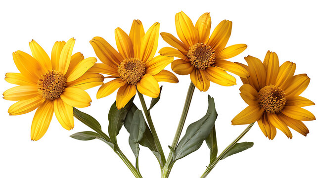 Arnica flowers on a transparent background