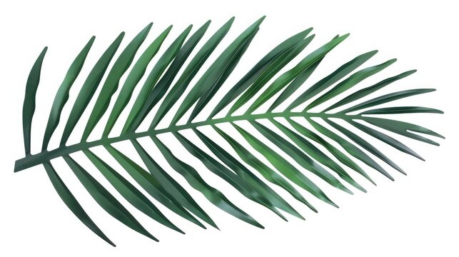 Tropical green palm leaf concept cut out