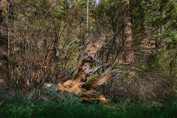 Twisted tree uprooted