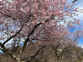 a blooming cherry tree with a blue sky