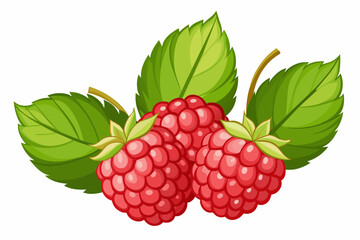 raspberry berries with leaves on a white background