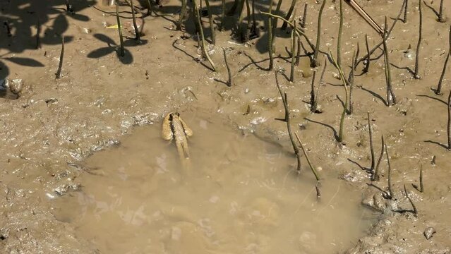 Blue spotted mudskipper fish or Amphibious fish (Boleophthalmus boddarti) walking on muddy 