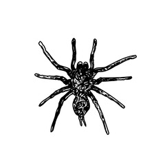 Sketch of a spider image with a transparent background