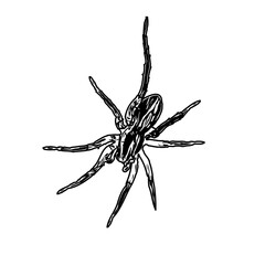 Sketch of a spider image with a transparent background