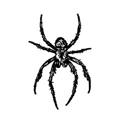 Sketch of a spider image with a transparent background