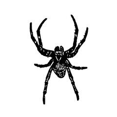 Sketch of a spider image with a transparent background