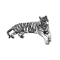 Tiger sketch with transparent background