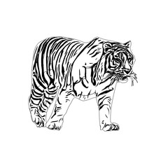 Tiger sketch with transparent background