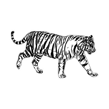 Tiger sketch with transparent background