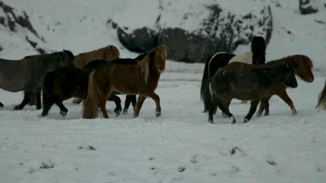 Silhouette of ponies in Iceland snow - cinematic slow motion