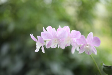 Orchid Dendrobium sp pink flower