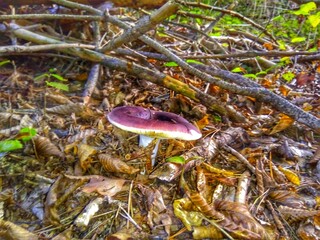 Russula vesca. mushrooms in the forest - obrazy, fototapety, plakaty