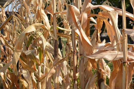 Late summer and early autumn, harvest time. Dry yellow, golden corn trunks with heads of corn growing in a home garden.
