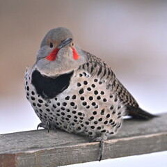 NORTHERN FLICKER