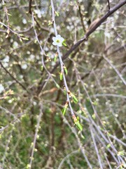 Spring is finally arriving at the nature