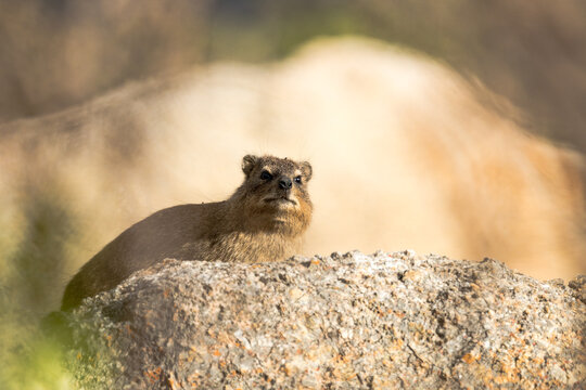 Dassie, Rock hyrax (Procavia capensis) perched or sitting high on a rock in the wild at Boulders beach, Western Cape, South Africa