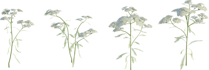 Achillea millefolium 4k png cutout