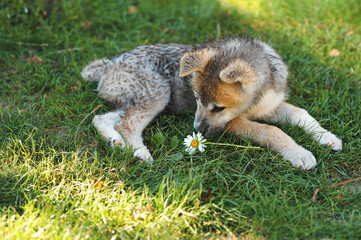 Horizontal photo of adorable wet akita inu puppy lying on the grass and smelling a chamomile flower outdoor in summer
