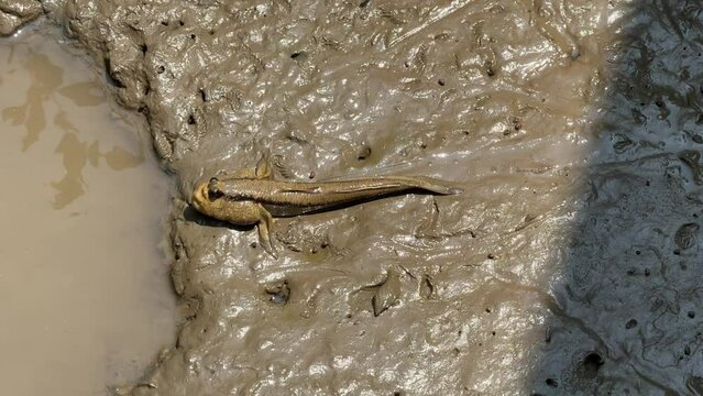 Blue spotted mudskipper fish or Amphibious fish (Boleophthalmus boddarti) walking on muddy 